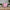 Naomi Bone Inlay Octagonal Large Side Table Pink